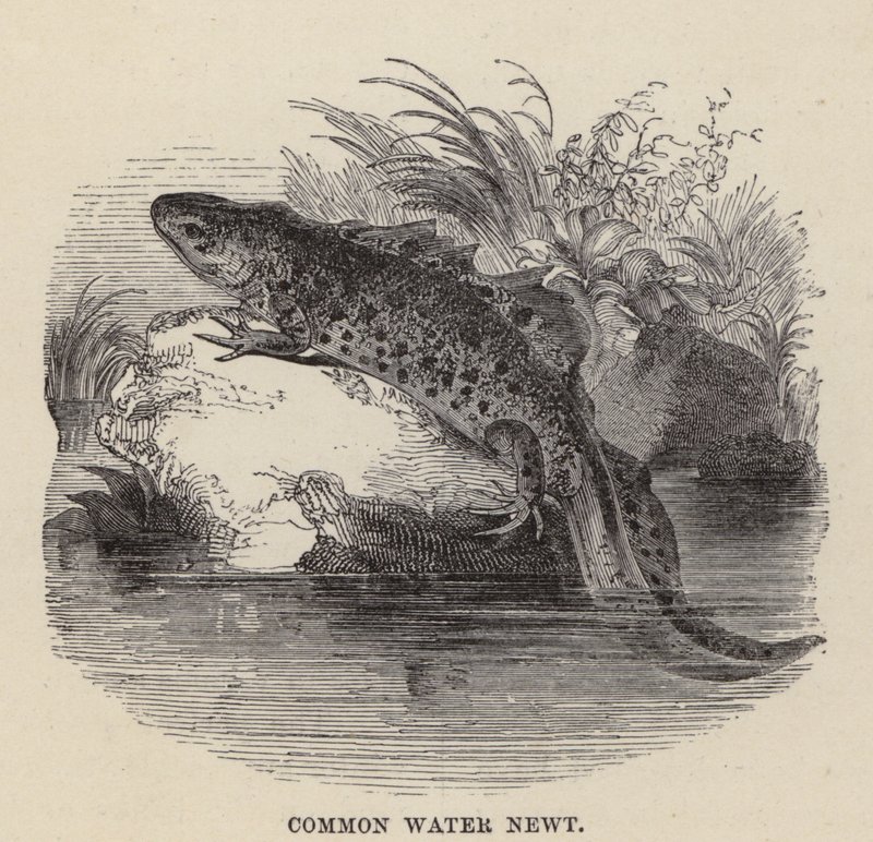 Vanlig vattensalamander (gravyr) av Friedrich Specht
