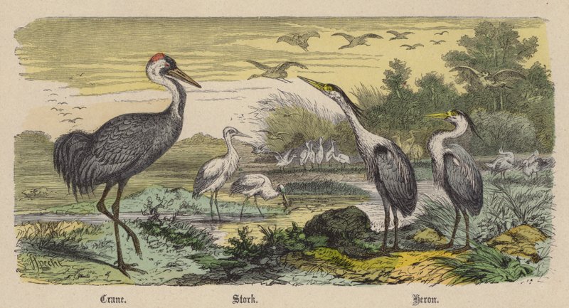 Trana, Stork, Häger (färgad gravyr) av Friedrich Specht