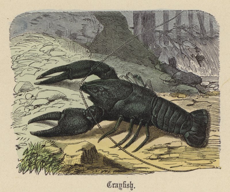 Kräftor (färgad gravyr) av Friedrich Specht