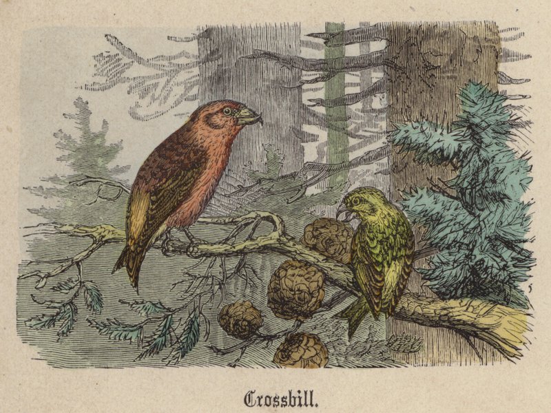 Korsnäbb (färgad gravyr) av Friedrich Specht