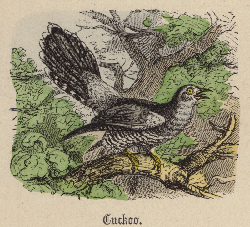Gök (färgad gravyr) av Friedrich Specht