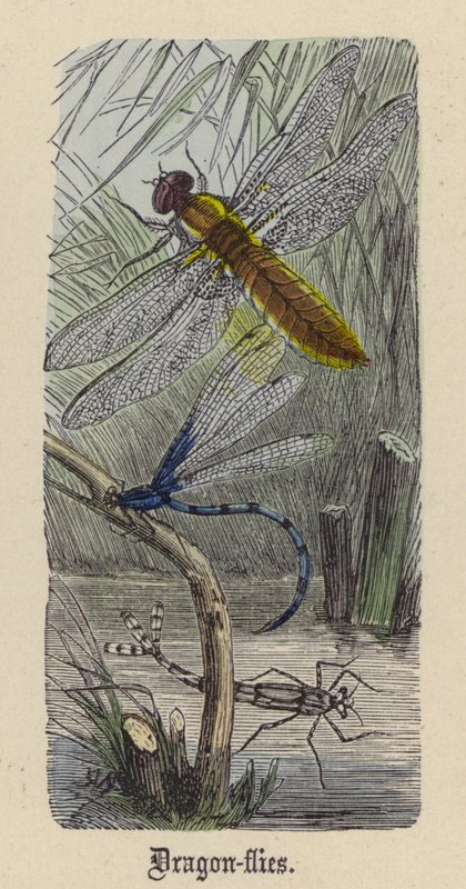 Trollsländor (färgad gravyr) av Friedrich Specht