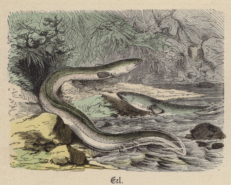Ål (färgad gravyr) av Friedrich Specht