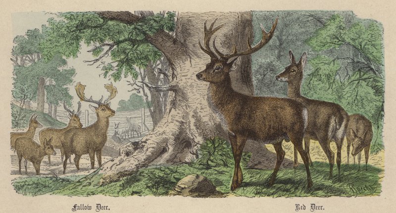 Dovhjort, kronhjort (färgad gravyr) av Friedrich Specht