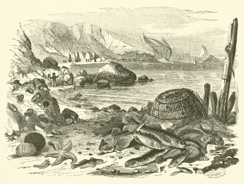 Fiske (gravyr) av Friedrich Specht