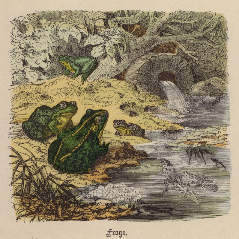 Grodor (färgad gravyr) av Friedrich Specht
