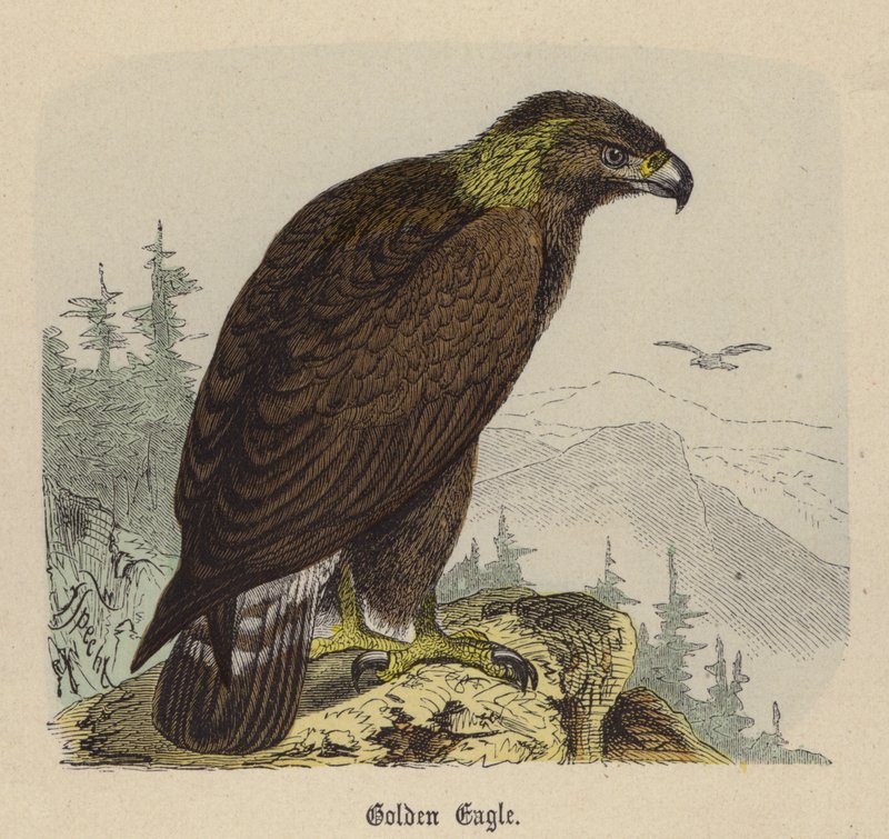 Golden Eagle (färgad gravyr) av Friedrich Specht