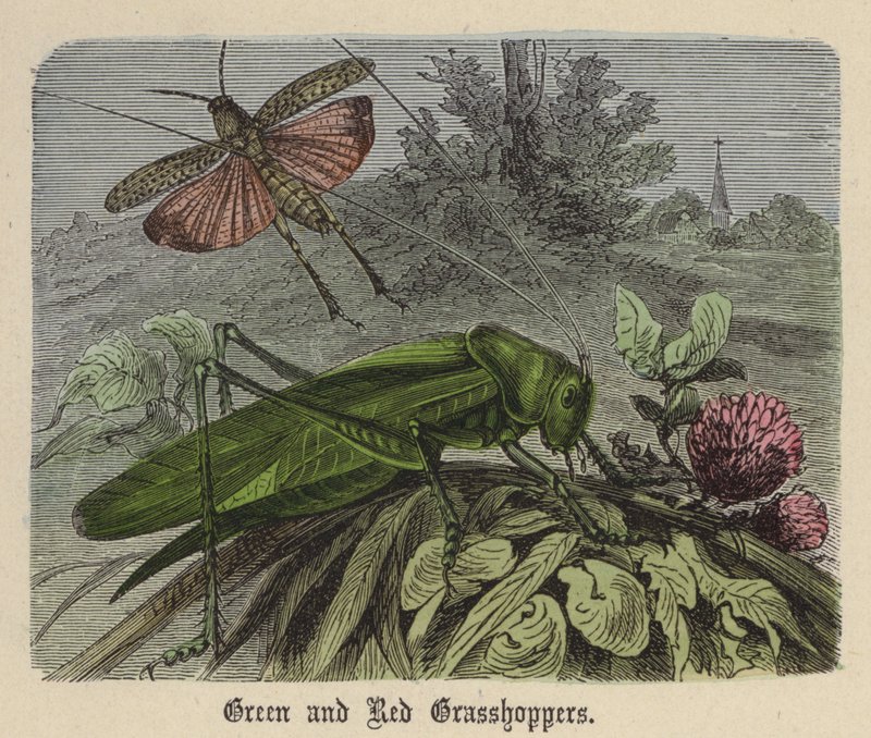 Gröna och röda gräshoppor (färgad gravyr) av Friedrich Specht