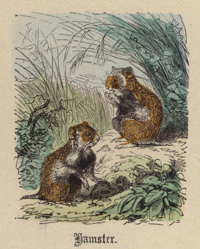 Hamster (färgad gravyr) av Friedrich Specht