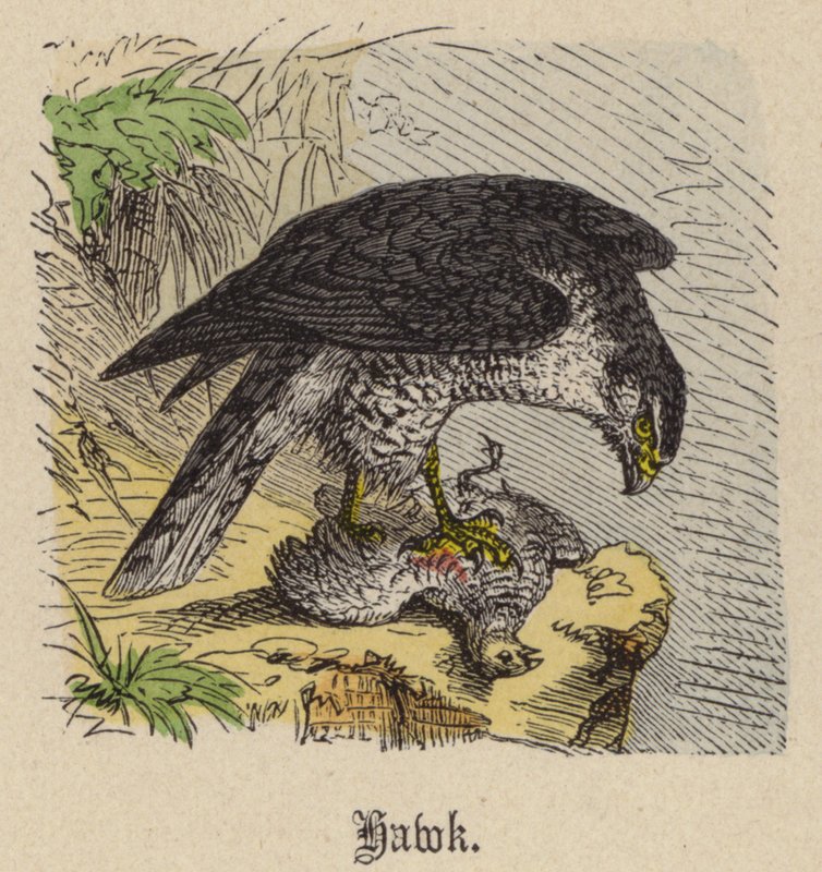 Hawk (färgad gravyr) av Friedrich Specht