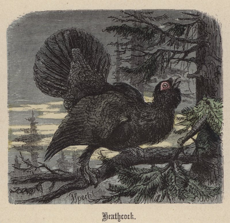 Heathcock (färgad gravyr) av Friedrich Specht