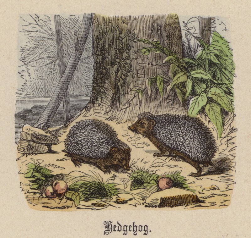 Igelkott (färgad gravyr) av Friedrich Specht