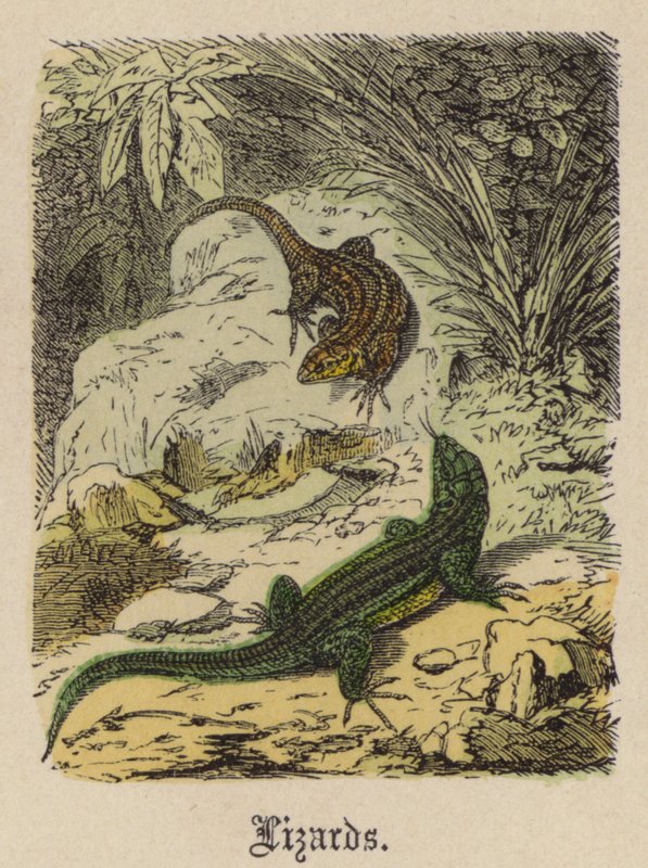 Ödlor (färgad gravyr) av Friedrich Specht