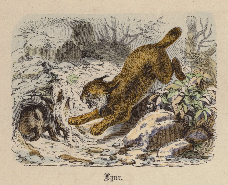Lynx (färgad gravyr) av Friedrich Specht