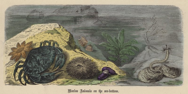 Marina djur på havsbotten (färgad gravyr) av Friedrich Specht