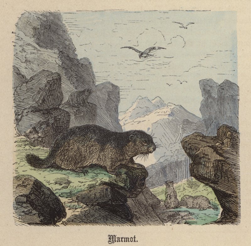 Murmeldjur (färgad gravyr) av Friedrich Specht