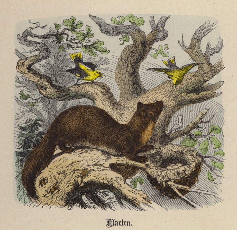 Mård (färgad gravyr) av Friedrich Specht