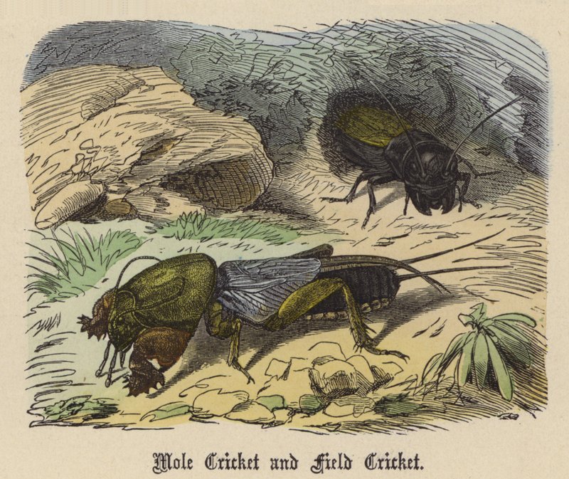 Mole Cricket och Field Cricket (färgad gravyr) av Friedrich Specht