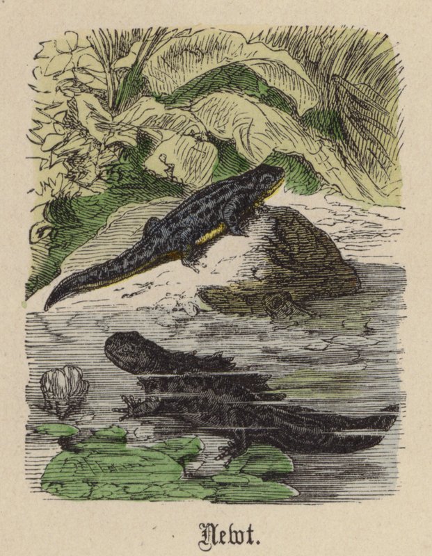 Newt (färgad gravyr) av Friedrich Specht