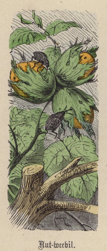 Nötvivel (färgad gravyr) av Friedrich Specht