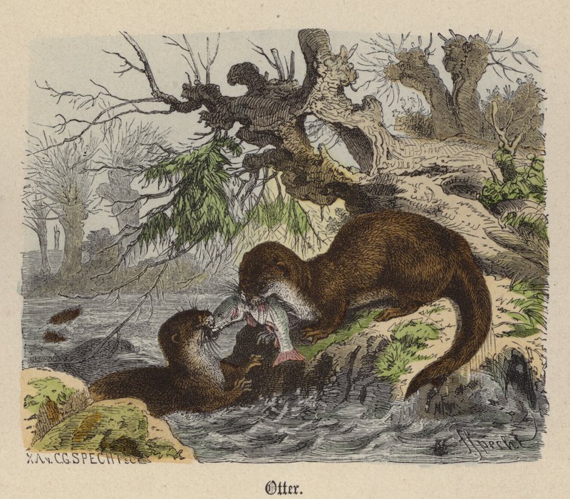 Otter (färgad gravyr) av Friedrich Specht