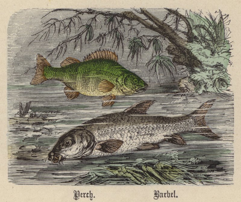 Abborre, skivstång (färgad gravyr) av Friedrich Specht