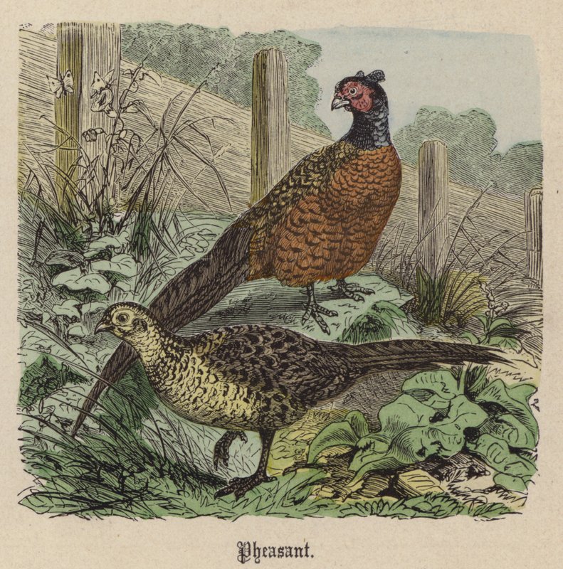 Fasan (färgad gravyr) av Friedrich Specht