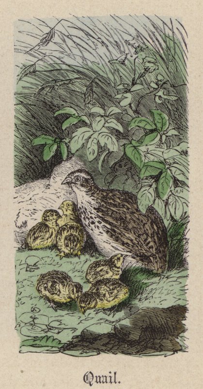 Vaktel (färgad gravyr) av Friedrich Specht