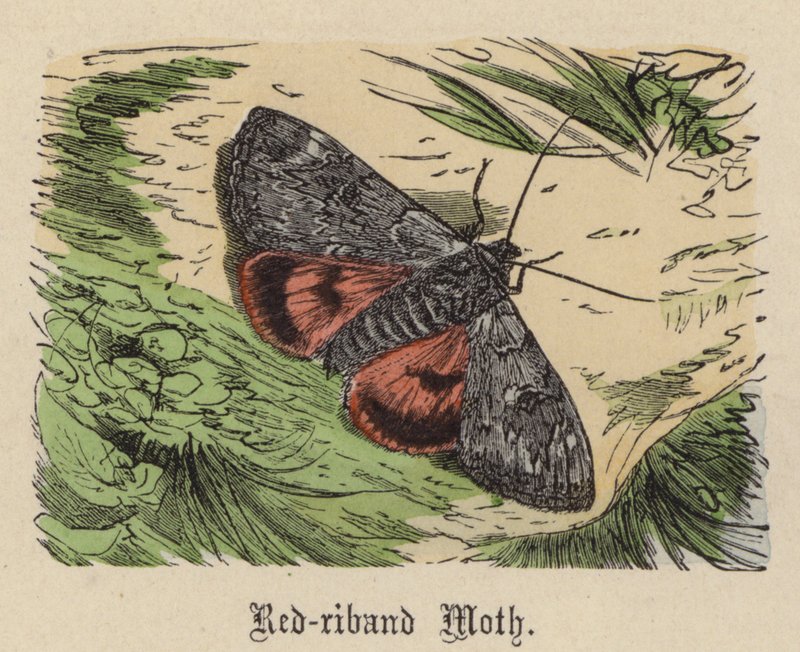 Rödbandsmal (färgad gravyr) av Friedrich Specht