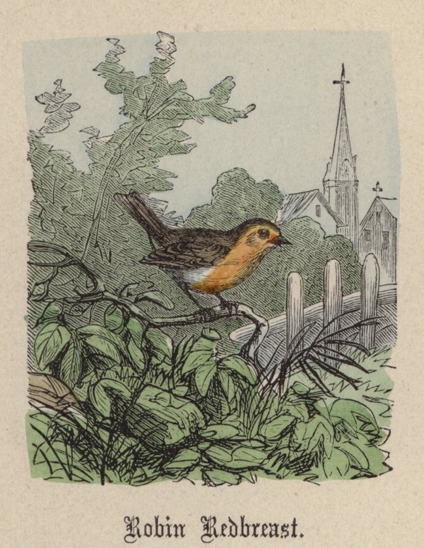 Robin Redbreast (färgad gravyr) av Friedrich Specht