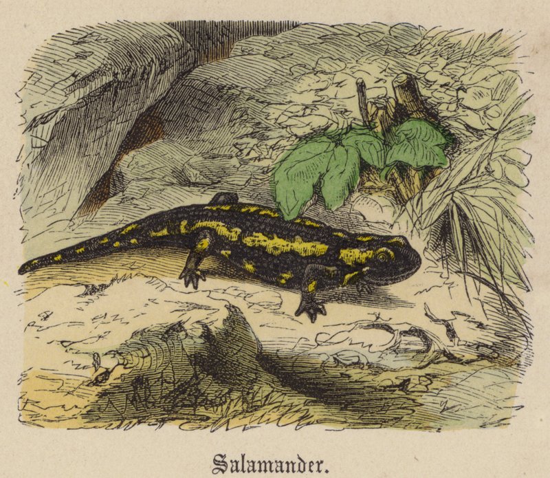 Salamander (färgad gravyr) av Friedrich Specht