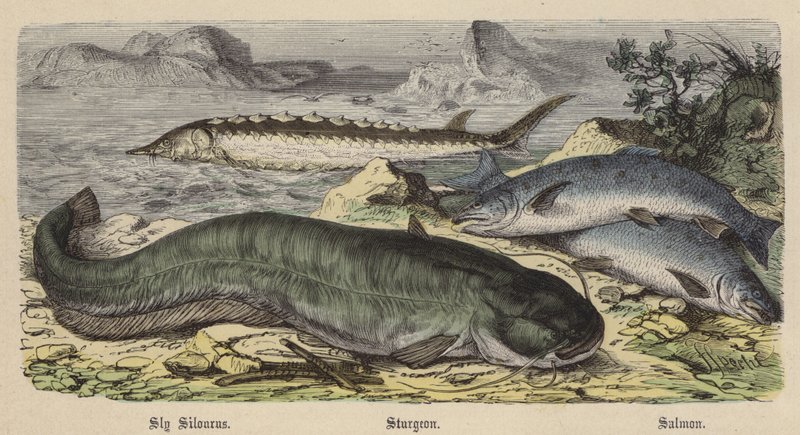 Sly Silourus, Sturgeon, Lax (färgad gravyr) av Friedrich Specht