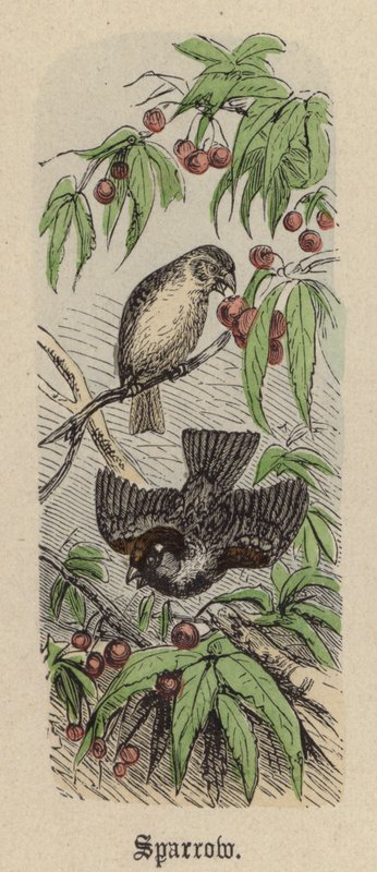 Sparrow (färgad gravyr) av Friedrich Specht