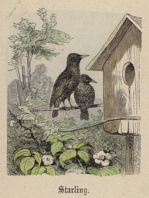 Stare (färgad gravyr) av Friedrich Specht