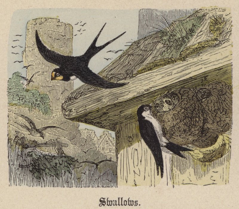 Svalor (färgad gravyr) av Friedrich Specht
