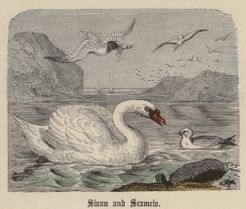 Swan and Seamew (färgad gravyr) av Friedrich Specht