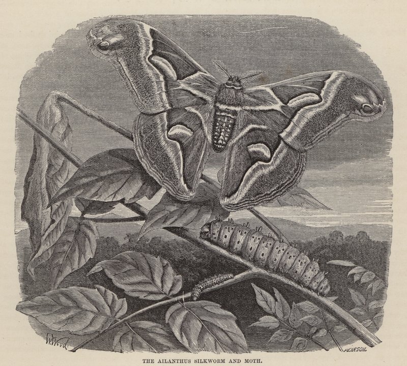 Ailanthus silkesmask och mal (gravyr) av Friedrich Specht