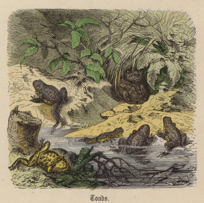 Paddor (färgad gravyr) av Friedrich Specht