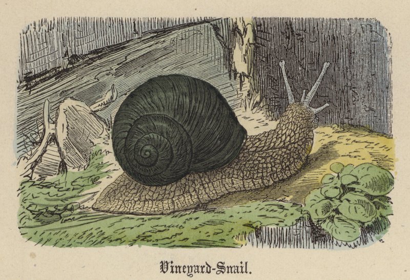 Vineyard-Snigel (färgad gravyr) av Friedrich Specht