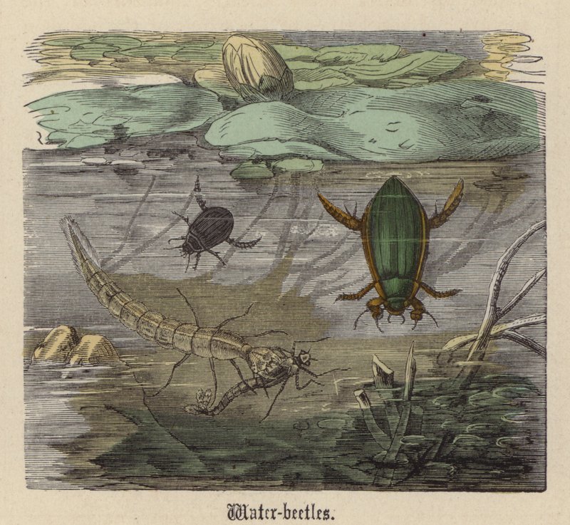 Vattenbaggar (färgad gravyr) av Friedrich Specht
