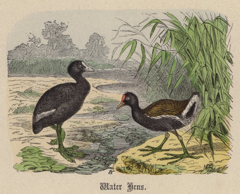 Vattenhöns (färgad gravyr) av Friedrich Specht