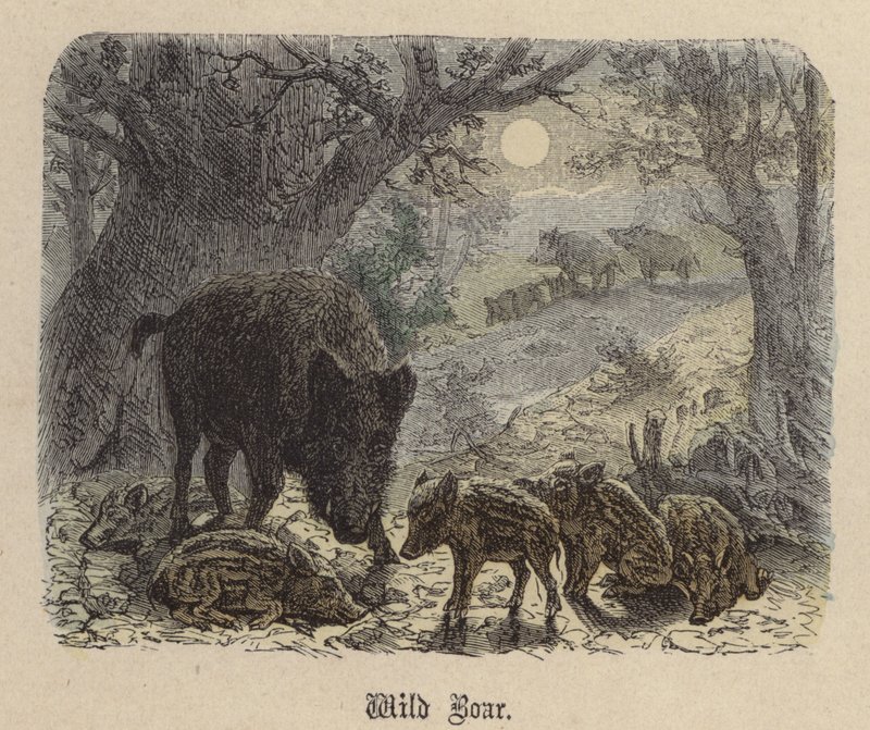 Vildsvin (färgad gravyr) av Friedrich Specht