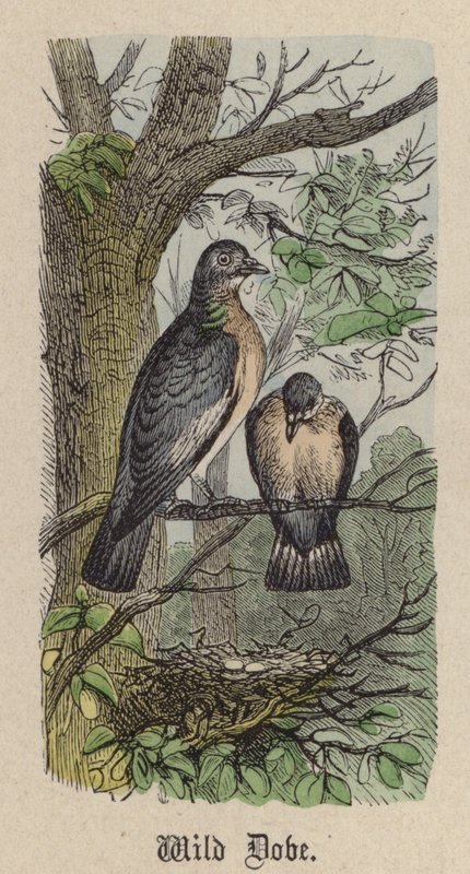 Wild Dove (färgad gravyr) av Friedrich Specht