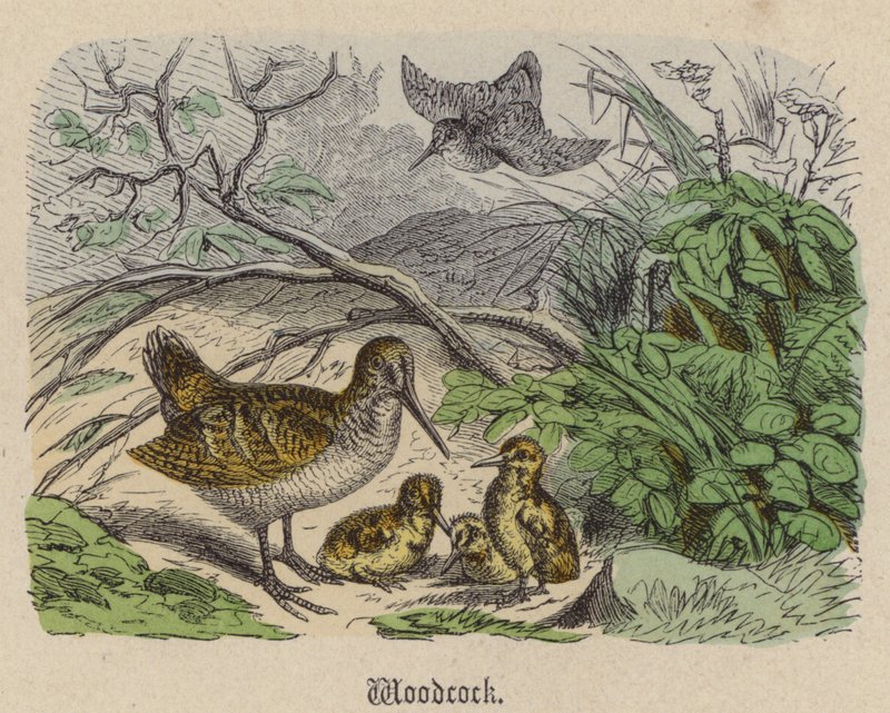 Woodcock (färgad gravyr) av Friedrich Specht