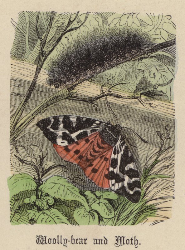 Ullbjörn och mal (färgad gravyr) av Friedrich Specht