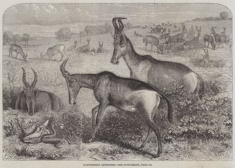 Hartebeest antilop av Friedrich Wilhelm Keyl
