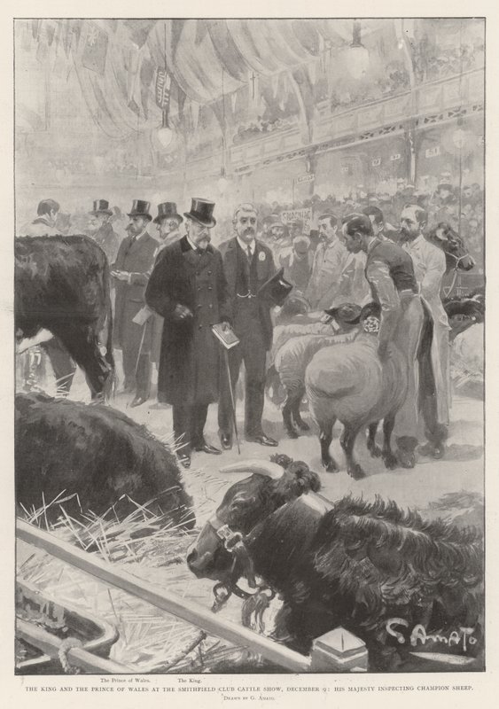 Kungen och prinsen av Wales på Smithfield Club Cattle Show, 9 december, Hans Majestät inspekterar Champion Sheep av G.S. Amato