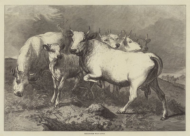 Chillingham Wild Cattle av George Bouverie Goddard