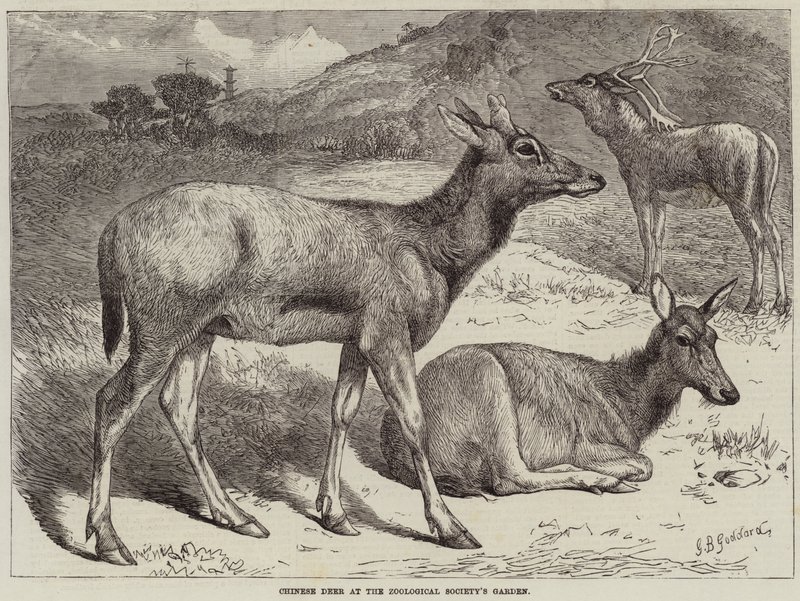 Kinesiska hjortar i Zoologiska sällskapets trädgård av George Bouverie Goddard