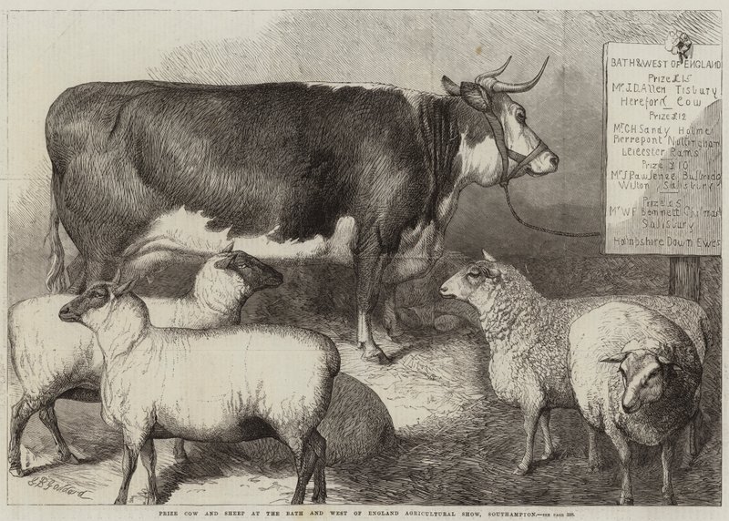 Pris för ko och får vid Bath and West of England Agricultural Show, Southampton av George Bouverie Goddard